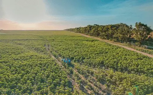 Imagen de campo sembrado