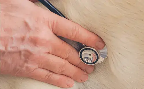 Imagen de veterinarias